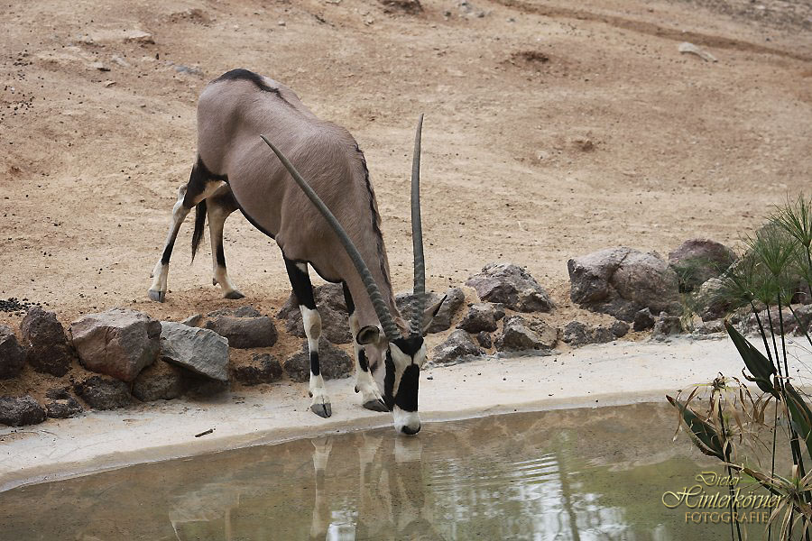 Gemsbok-Antilope